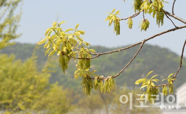 갈참슬롯 머신 공략 꽃(수꽃); 아래를 향해 달린다.자료=국립산림과학원 제공.출처=들꽃세상.