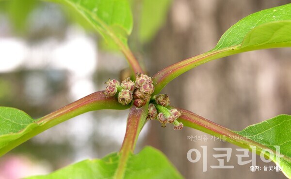 갈참슬롯 머신 공략 꽃(암꽃); 가지 끝에 모여 달린다. 자료=국립산림과학원. 출처=들꽃세상.