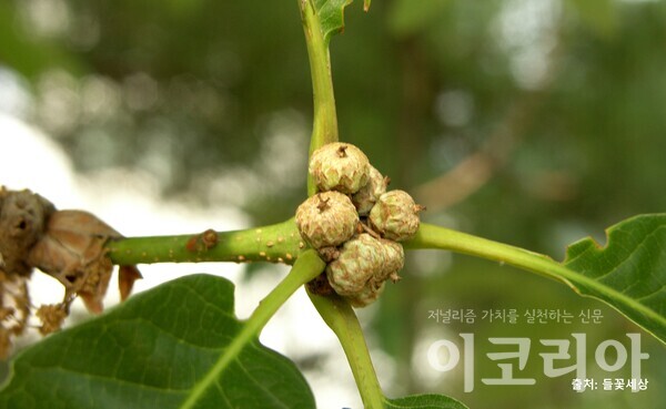 갈참슬롯 머신 공략 열매(미성숙); 가지 끝에서 모여 발달한다. 자료=국립산림과학원 제공. 출처=들꽃세상.