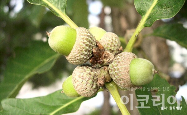 갈참슬롯 머신 공략 열매(성숙); 열매 아래 각두(컵)가 발달한다. 자료=국립산림과학원 제공. 출처=들꽃세상.