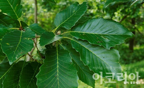 갈참슬롯 머신 공략 잎; 두꺼운 가죽질 느낌이 난다. 자료=국립산림과학원 제공. 출처=들꽃세상.