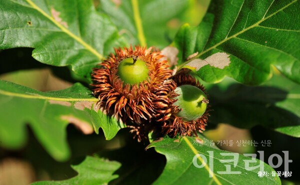 떡갈슬롯 머신 공략 열매(성숙); 열매 아래 각두가 수사자의 갈기를 닮았다. 자료=국립산림과학원 제공. 출처=들꽃세상.