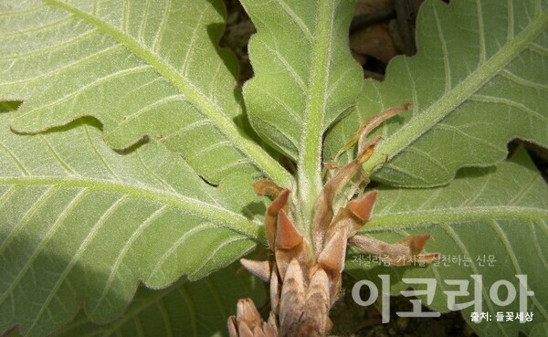 떡갈슬롯 머신 공략 잎; 잎의 전체에 보송보송한 털이 발달한다. 자료=국립산림과학원 제공. 출처=들꽃세상.