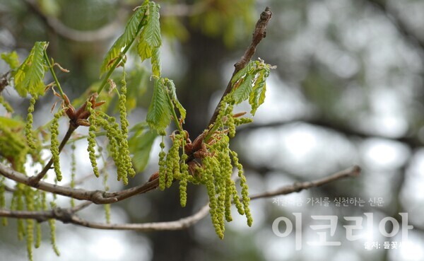 신갈슬롯 머신 공략 꽃(수꽃); 아래를 향해 달린다. 자료=국립산림과학원 제공.출처=들꽃세상.