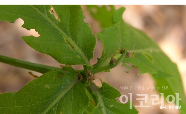 신갈슬롯 머신 공략 꽃(암꽃); 가지 끝에 말미잘 모양으로 발달한다. 자료=국립산림과학원 제공. 출처=들꽃세상
