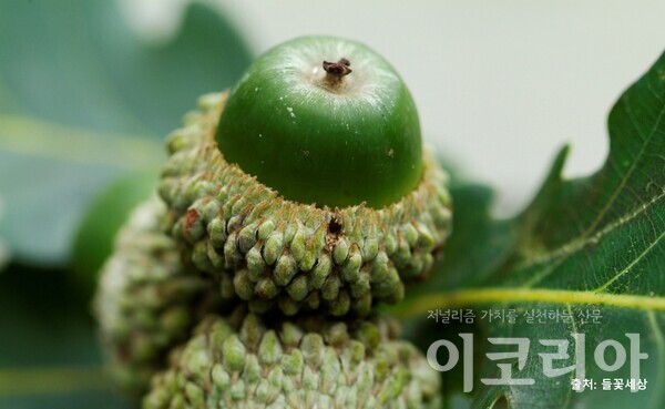 신갈슬롯 머신 공략 열매(성숙); 열매 아래 각두(컵)가 발달한다. 자료=국립산림과학원 제공. 출처=들꽃세상.