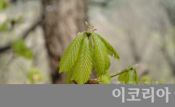 신갈슬롯 머신 공략 잎(어린잎); 봄에 가지 끝에 모여 달린다. 자료=국립산림과학원 제공. 출처=들꽃세상.