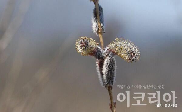 키버들 수꽃; 마주보며 달린다. 출처=들꽃세상. 자료=국립산림과학원 제공.