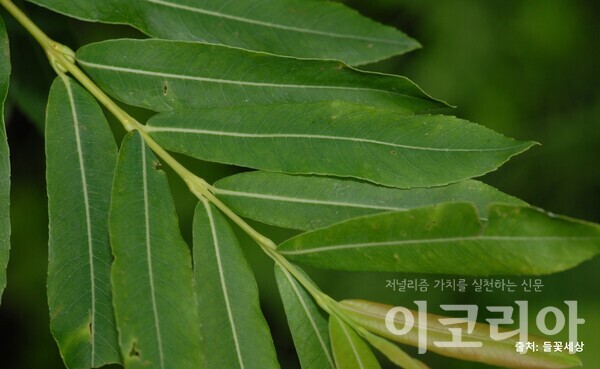 키버들 잎; 매끈한 잎이 거의 마주보며 달린다. 출처=들꽃세상.