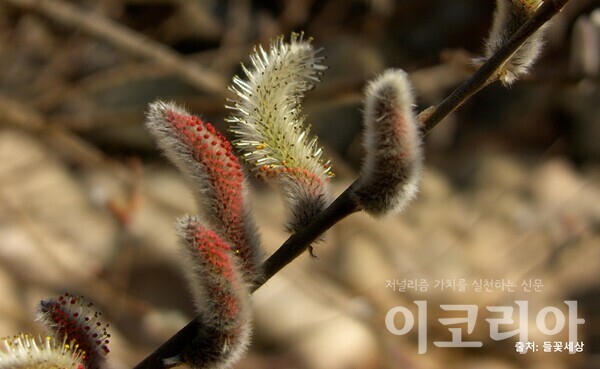 갯버들 수꽃; 꽃밥이 붉은색에서 노란색으로 변한다. 출처=들꽃세상. 자료=국립산림과학원 제공.