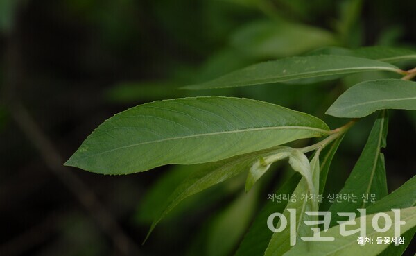 갯버들 잎; 측맥이 많이 발달한다. 출처=들꽃세상. 자료=국립산림과학원 제공.