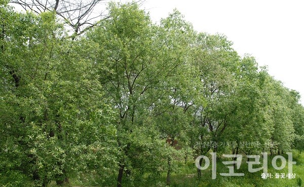 버드메이플 농장 몬스터 슬롯 수형; 키큰메이플 농장 몬스터 슬롯로 물가에 주로 자란다. 출처=들꽃세상. 자료=국립산림과학원 제공.