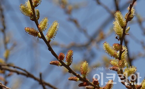 버드메이플 농장 몬스터 슬롯 수꽃; 꽃밥이 붉은색에서 노란색으로 변한다. 출처=들꽃세상. 자료=국립산림과학원 제공.