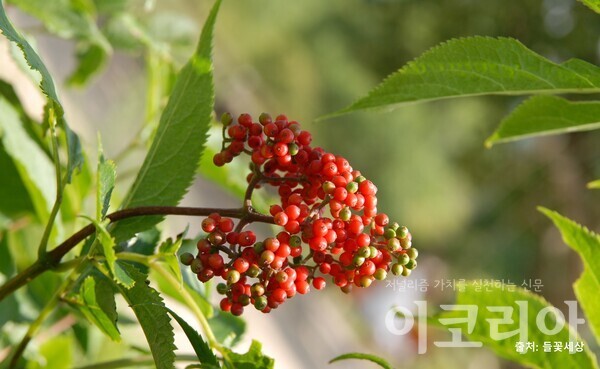 딱총링케 슬롯 열매; 빨간 포도송이 모양이다. 출처=들꽃세상. 자료=국립산림과학원 제공.