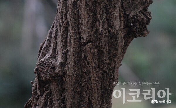 딱총링케 슬롯 링케 슬롯껍질; 코르크가 두껍게 발달한다. 출처=들꽃세상. 자료=국립산림과학원 제공.