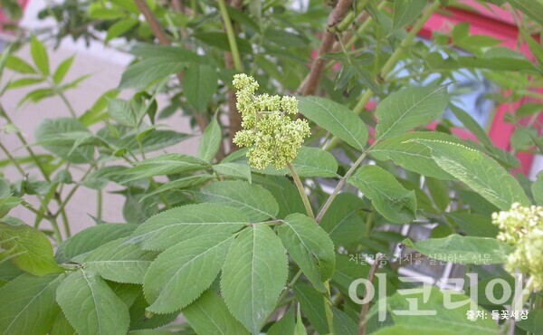 딱총링케 슬롯 꽃; 이른봄 노란색으로 핀다. 출처=들꽃세상. 자료=국립산림과학원 제공.