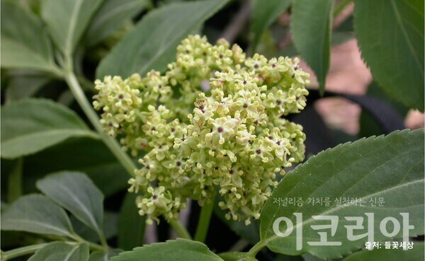 덧링케 슬롯 꽃; 암술머리가 붉은색이다. 출처=들꽃세상. 자료=국립산림과학원 제공.