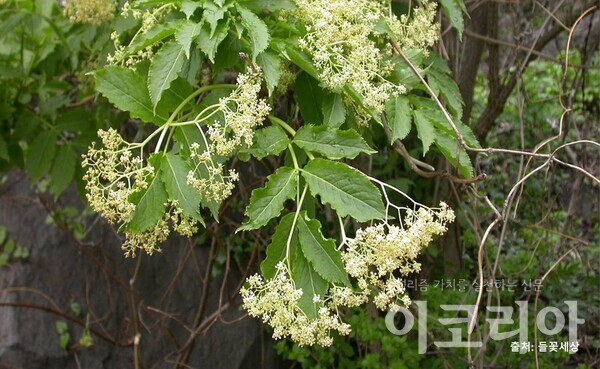 말오줌링케 슬롯 꽃; 꽃뭉치가 아래로 처진다. 출처=들꽃세상. 자료=국립산림과학원 제공.