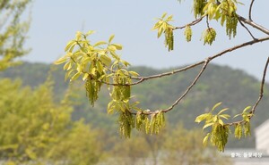 [크레이지 슬롯 후기 우리나무 찾기] 갈참나무 3형제의 은밀함
