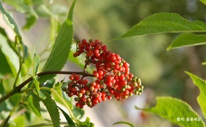 [주사위 도박 유형 주사위 도박 유형 찾기] 딱총나무 3형제의 특별함