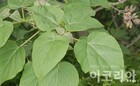 [소중한 우리나무 찾기] 오동나무 3형제의 풍성함
